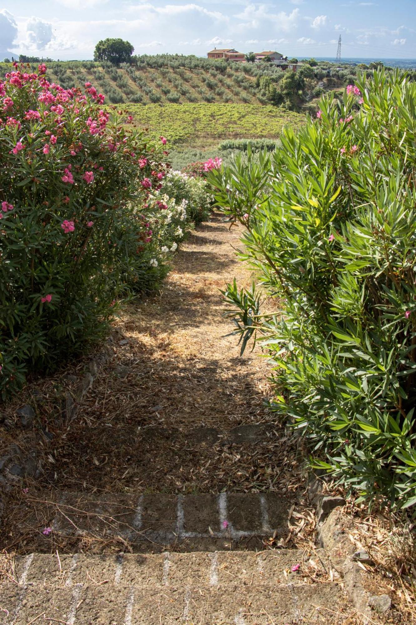 Vigna Luisa Resort - Near Rome Genzano di Roma Dış mekan fotoğraf